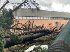 Quarto alberi caduti tromba d'aria 15 novembre 2025