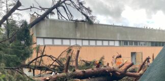 Quarto, strage di alberi attorno al nascente supermercato Basko Quarto alberi caduti tromba d'aria 15 novembre 2025