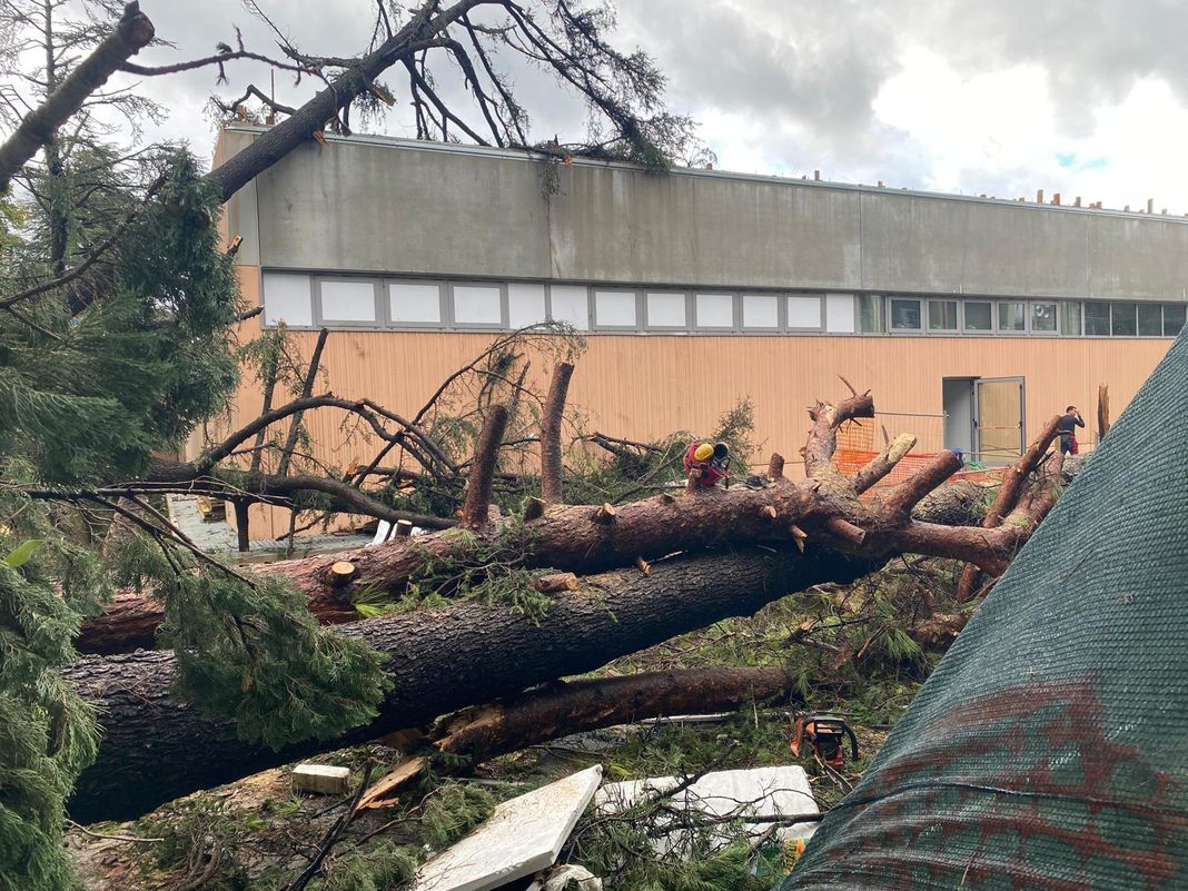 Quarto alberi caduti tromba d'aria 15 novembre 2025
