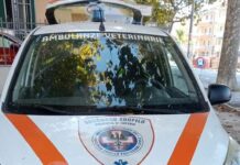 Diano Marina, guasta l’ambulanza veterinaria, parte l’appello ambulanza veterinaria