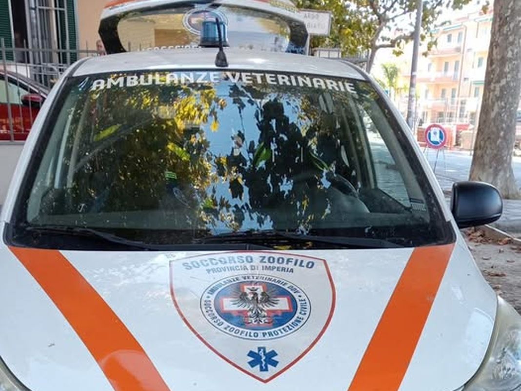 ambulanza veterinaria