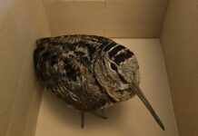 Genova, 4 beccaccie salvate dal freddo in città beccaccia Genova