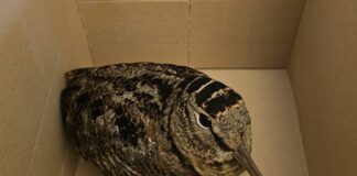 Genova, 4 beccaccie salvate dal freddo in città beccaccia Genova