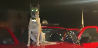 Rocca Nervina, ritrovato il ragazzo disperso nei boschi cane cerca persone, disperso, vigili del fuoco