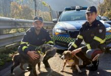 Isola del Cantone, cani sull’autostrada A7, salvati dalla polizia stradale cani salvati autostrada A7 Isola del Cantone