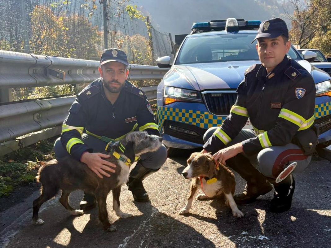 cani salvati autostrada A7 Isola del Cantone