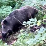 cinghiale corso Gastaldi aiuola