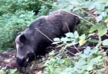 Genova, cinghiali in pieno giorno nelle aiuole di corso Gastaldi cinghiale corso Gastaldi aiuola