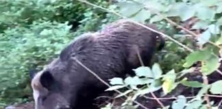 Genova, cinghiali in pieno giorno nelle aiuole di corso Gastaldi cinghiale corso Gastaldi aiuola