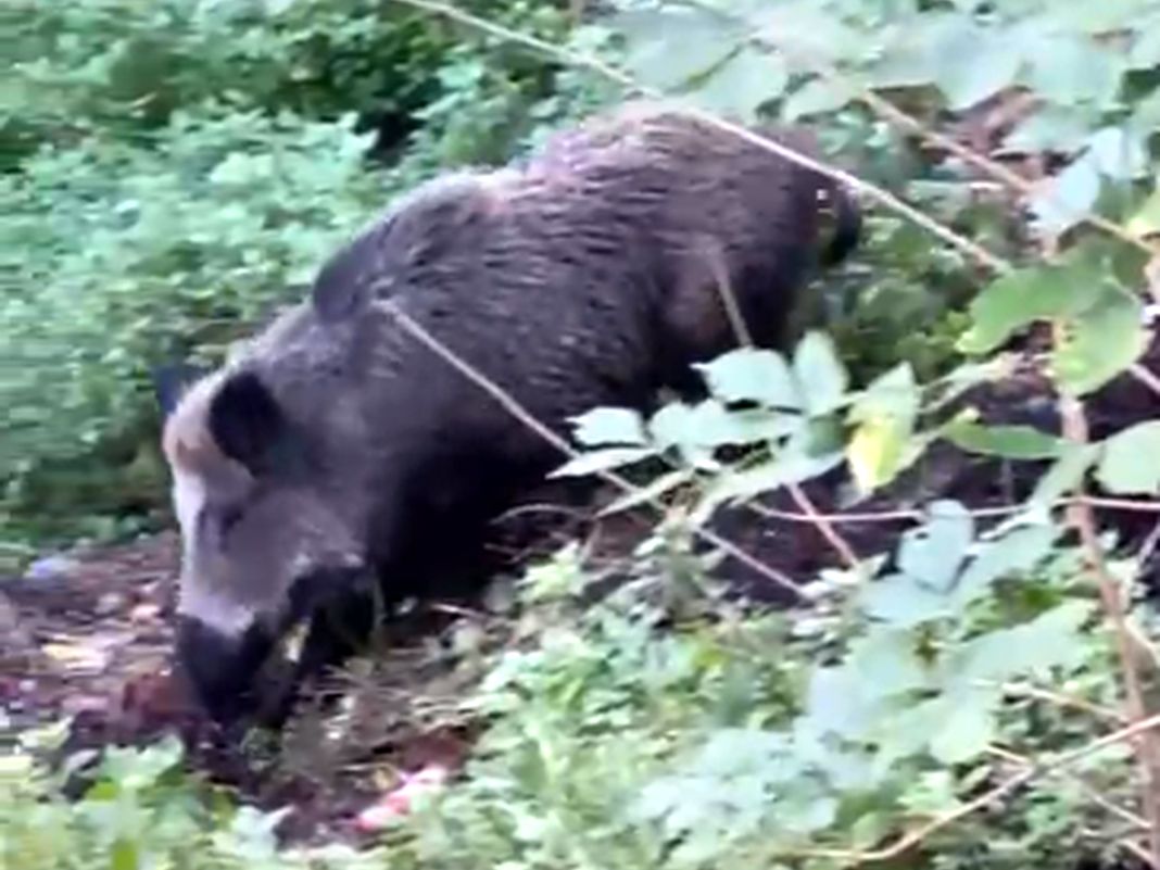 cinghiale corso Gastaldi aiuola