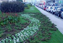 Genova, cinghiali devastano le aiuole di viale Brigata Bisagno cinghiali Genova aiuole foce