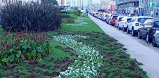 Genova, cinghiali devastano le aiuole di viale Brigata Bisagno cinghiali Genova aiuole foce
