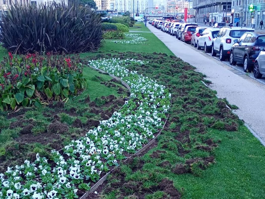 cinghiali Genova aiuole foce 