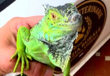 Vallecrosia, iguana a spasso per strada salvata da ipotermia iguana Vallecrosia