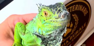 Vallecrosia, iguana a spasso per strada salvata da ipotermia iguana Vallecrosia