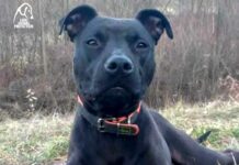 Sassello, cane ucciso a fucilate nel giardino di casa Loki cane ucciso a fucilate a Sassello