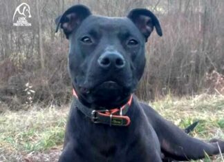 Loki cane ucciso a fucilate a Sassello