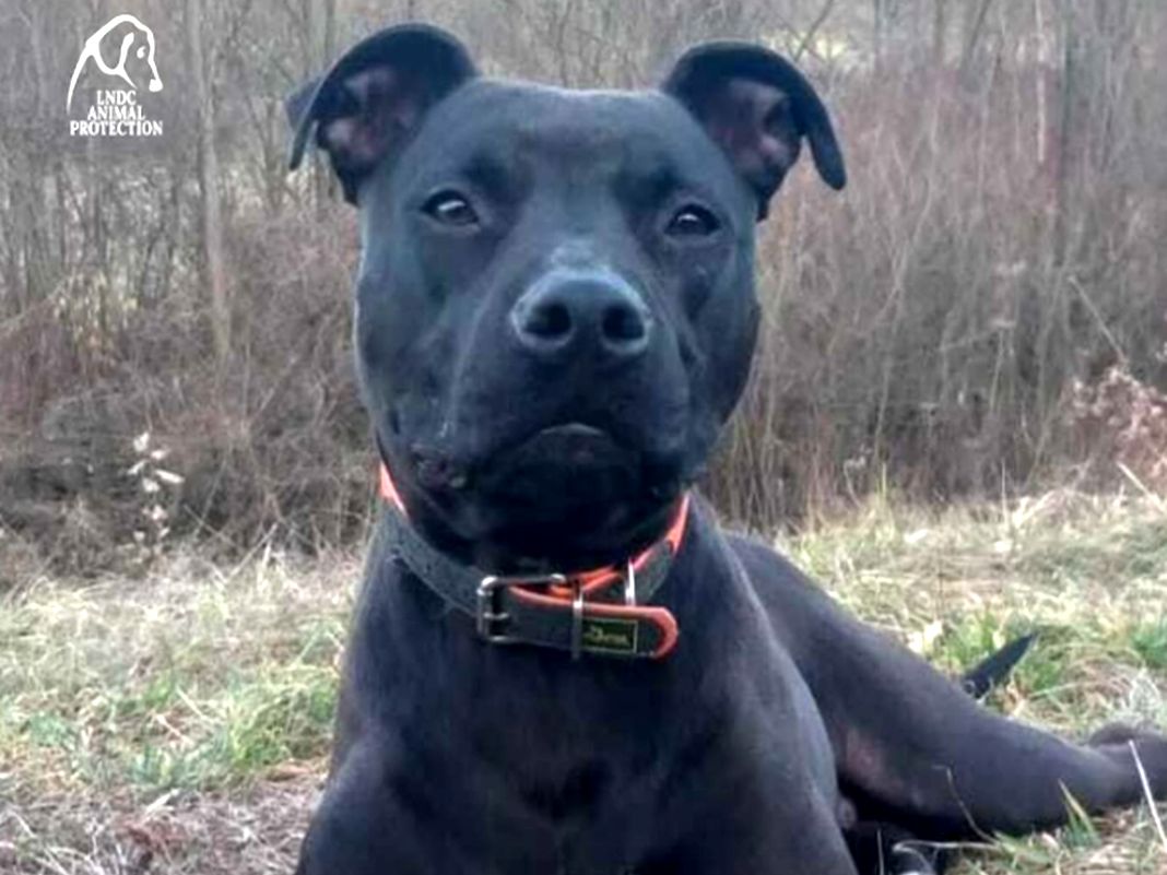 Loki cane ucciso a fucilate a Sassello