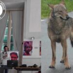 Lupi in Liguria, quando informarsi aiuta a non credere alle Fake news lupo liguria fototrappolaggio
