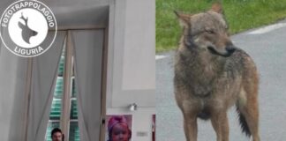 Lupi in Liguria, quando informarsi aiuta a non credere alle Fake news lupo liguria fototrappolaggio