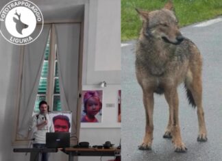 Lupi in Liguria, quando informarsi aiuta a non credere alle Fake news lupo liguria fototrappolaggio