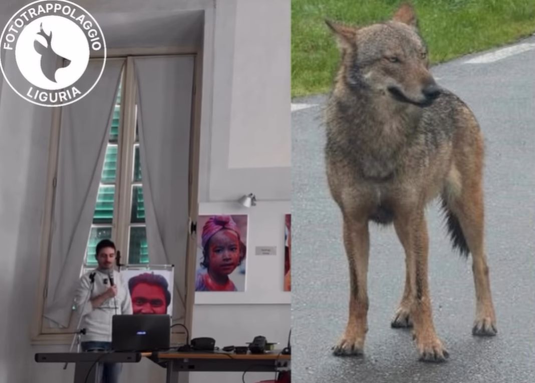 lupo liguria fototrappolaggio