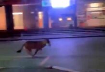 Genova, Lupo avvistato per strada a Struppa Lupo Genova Struppa