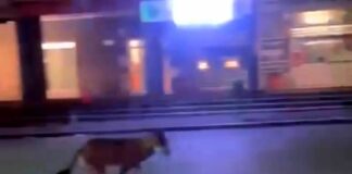 Genova, Lupo avvistato per strada a Struppa Lupo Genova Struppa