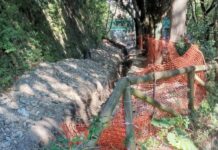 Genova, alberi monumentali con le radici amputate, per ora nessun taglio Righi alberi danneggiati via Carso