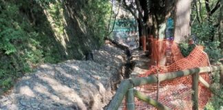 Genova, alberi monumentali con le radici amputate, per ora nessun taglio Righi alberi danneggiati via Carso