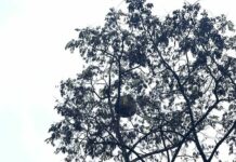 Vespa velutina, a Borgoratti trovato un nuovo nido vespa velutina nido Borgoratti novembre 2025