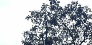 Vespa velutina, a Borgoratti trovato un nuovo nido vespa velutina nido Borgoratti novembre 2025