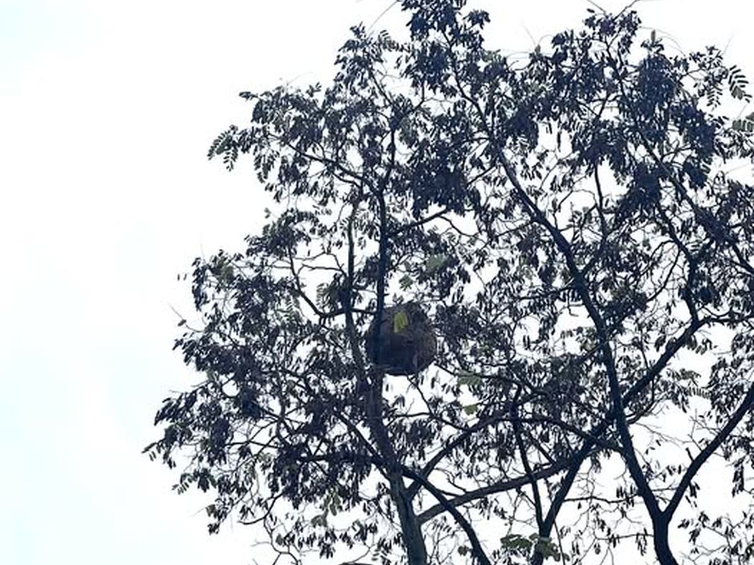 vespa velutina nido Borgoratti novembre 2025