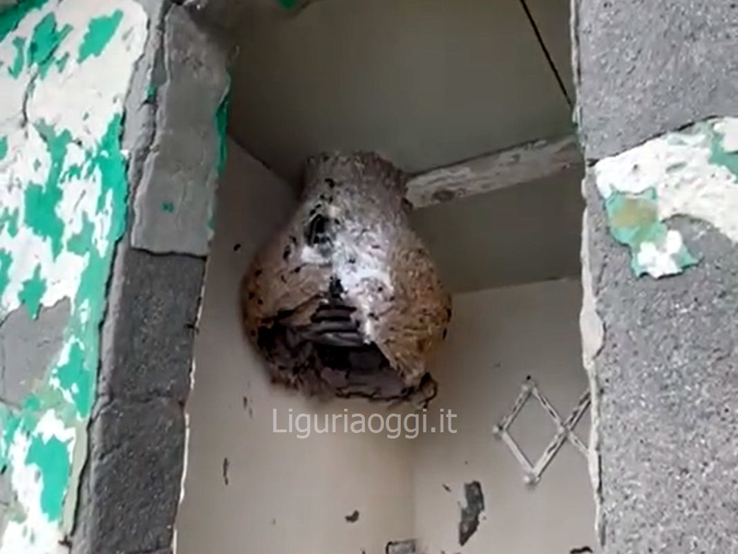 velutina vespa nido La Spezia Consubim