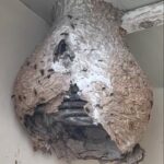 La Spezia, enorme nido di Vespa velutina nell’area Comsubin