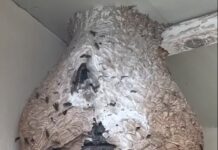 La Spezia, enorme nido di Vespa velutina nell’area Consubim