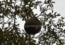 Vespa velutina a Genova, trovato enorme nido a Sant’Ilario nido vespa velutina sant'Ilario