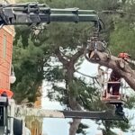 Genova, ancora un albero abbattuto in Spianata Castelletto spianata castelletto albero abbattuto