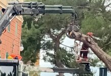 Genova, ancora un albero abbattuto in Spianata Castelletto spianata castelletto albero abbattuto