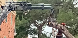 Genova, ancora un albero abbattuto in Spianata Castelletto spianata castelletto albero abbattuto