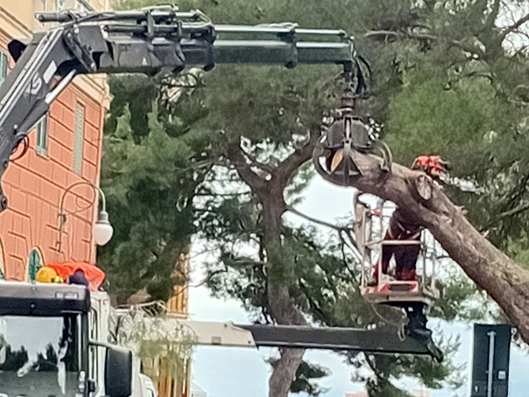 spianata castelletto albero abbattuto