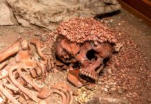 Balzi Rossi, il principe delle Arene candide sbranato da un orso? Balzi rossi resti scheletro principe arene candide