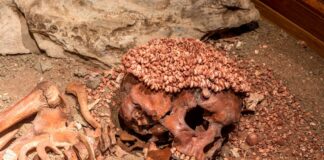 Balzi Rossi, il principe delle Arene candide sbranato da un orso? Balzi rossi resti scheletro principe arene candide