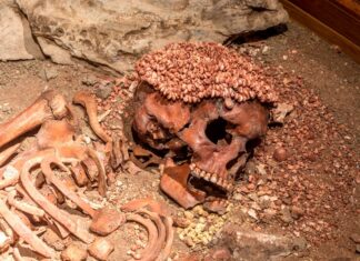 Balzi Rossi, il principe delle Arene candide sbranato da un orso? Balzi rossi resti scheletro principe arene candide