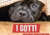 Botti di Capodanno, i consigli per proteggere cani e gatti botti capodanno