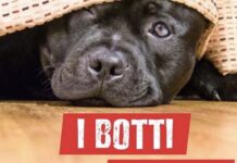 Botti di Capodanno, i consigli per proteggere cani e gatti botti capodanno
