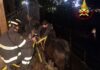 Rapallo, vigili del fuoco salvano cavallo caduto da una fascia Cavallo caduto Rapallo