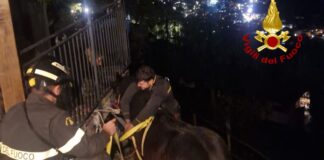 Rapallo, vigili del fuoco salvano cavallo caduto da una fascia Cavallo caduto Rapallo