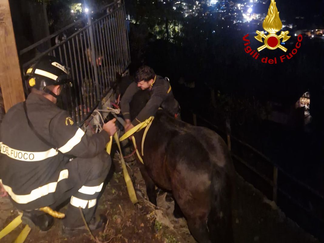 Cavallo caduto Rapallo