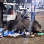 cinghiali albaro via boselli